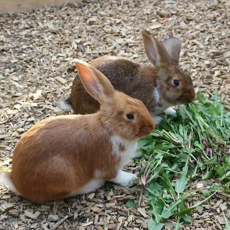 Apartamento Sonnhof *