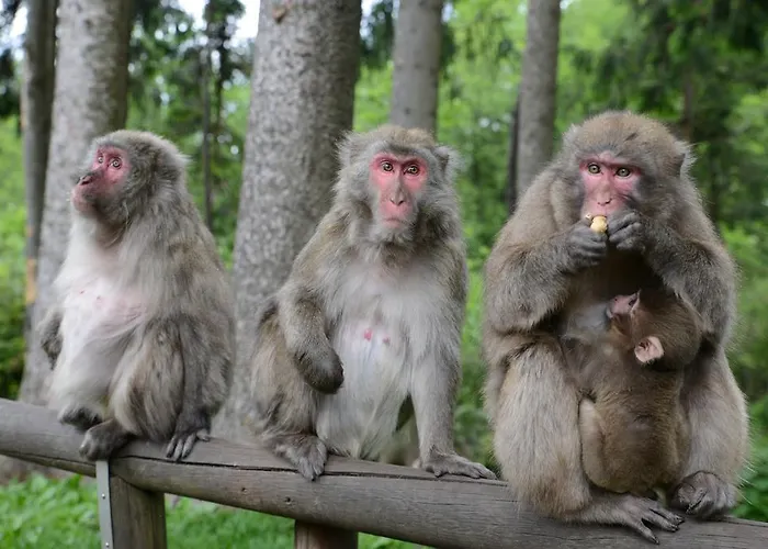 Daire Sonnhof Villach