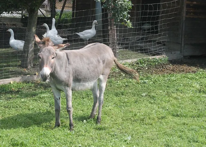 Sonnhof Daire Villach